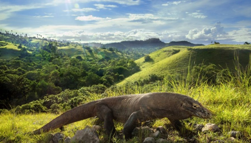 Menikmati Keindahan Pulau Komodo: Surga Tersembunyi di Indonesia