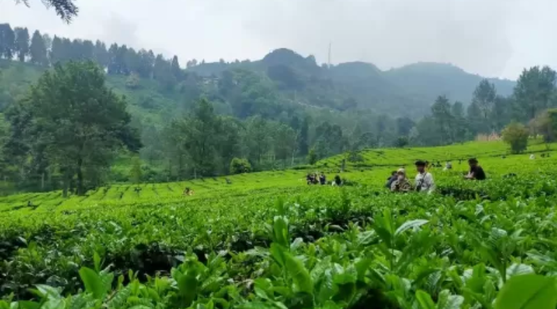 Dedi Mulyadi Ingin Hutankan Kawasan Puncak Bogor